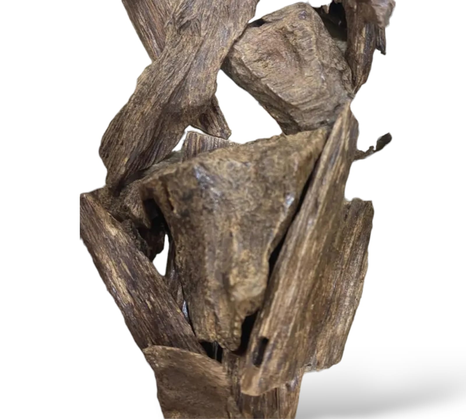 عود القماري كلمنتان