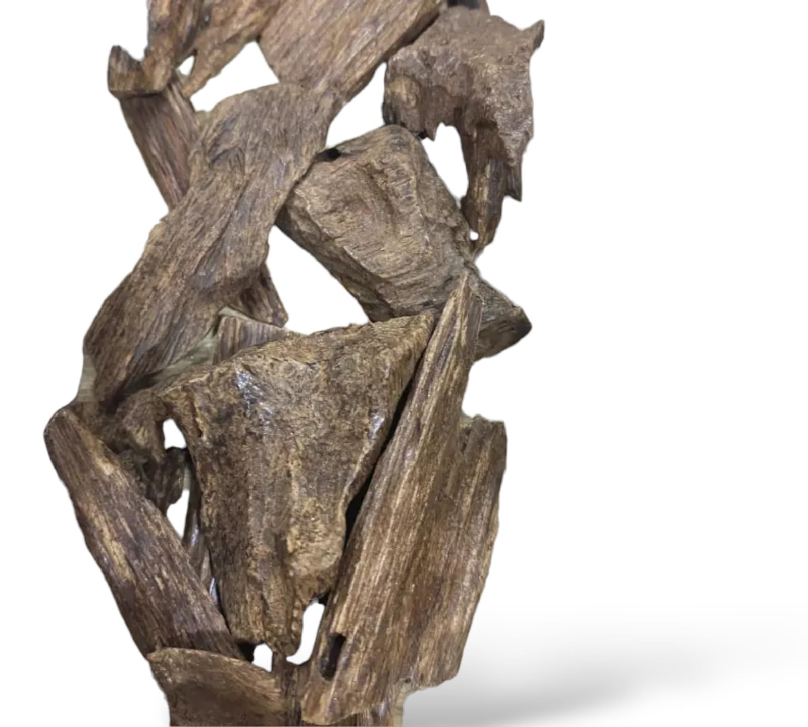 عود القماري كلمنتان - الصورة 2